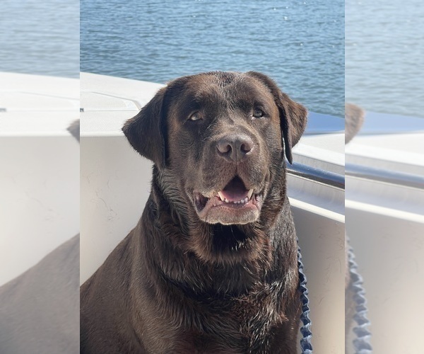 Medium Photo #1 Labrador Retriever Puppy For Sale in LELAND, NC, USA