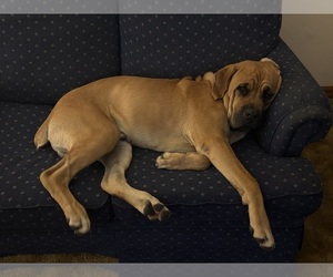 Father of the Cane Corso puppies born on 05/02/2026