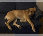 Small Photo #1 Cane Corso Puppy For Sale in FORT WAYNE, IN, USA