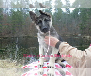 German Shepherd Dog Puppy for Sale in PIEDMONT, Missouri USA