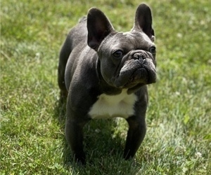Father of the French Bulldog puppies born on 06/16/2022