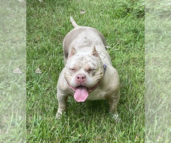 Medium Photo #2 American Staffordshire Terrier Puppy For Sale in Belleville, MI, USA