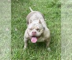 Small #1 American Staffordshire Terrier