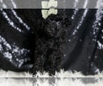 Small #3 Poodle (Toy)