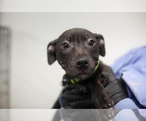 Mastador Dogs for adoption in Mountain Home, AR, USA