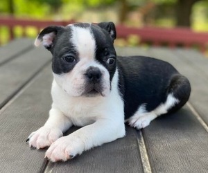 Boston Terrier Puppy for sale in HICKORY, NC, USA
