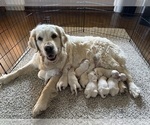 Small Photo #1 English Cream Golden Retriever Puppy For Sale in BYRON CENTER, MI, USA
