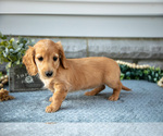 Small #2 Dachshund