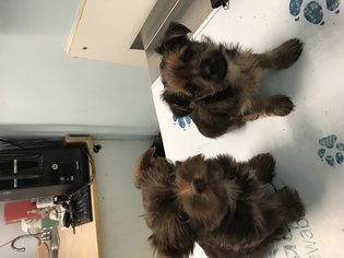 Morkie Puppy for sale in FREDERICKSBURG, VA, USA