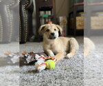 Small #3 Australian Shepherd Mix