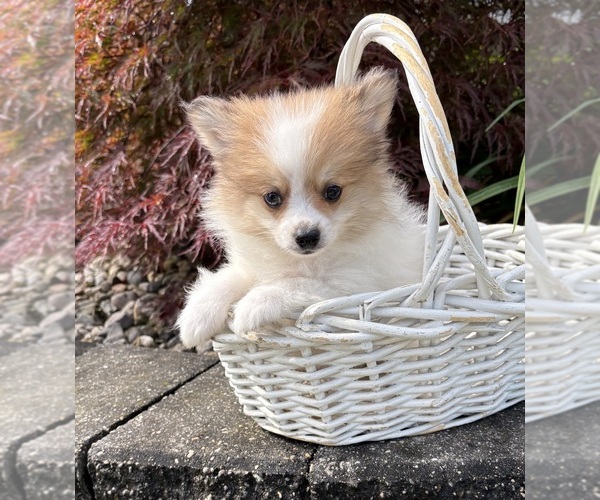 Medium Photo #2 Pomeranian Puppy For Sale in MIDDLEBURY, IN, USA