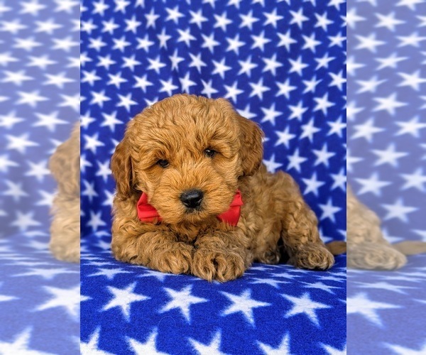 Medium Photo #2 Goldendoodle Puppy For Sale in NOTTINGHAM, PA, USA
