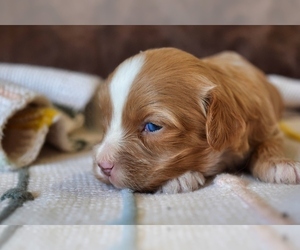 American Bulldog Puppy for sale in PLEASANTON, KS, USA