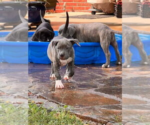 Labrador Retriever-Unknown Mix Dogs for adoption in Claremore, OK, USA