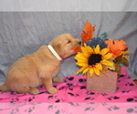 Puppy Marsha Golden Retriever