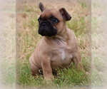 Small Photo #41 French Bulldog Puppy For Sale in WINNSBORO, TX, USA