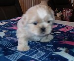 Puppy Nicky Shih Tzu