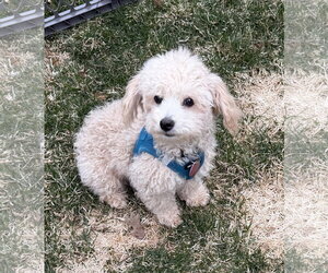 Poochon Dogs for adoption in St. Louis Park, MN, USA