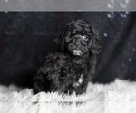 Puppy AKC Sirus Poodle (Toy)
