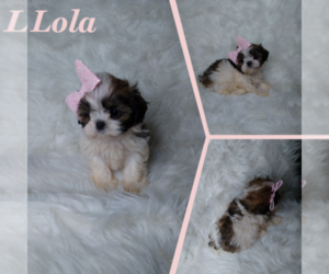 Shih Tzu Puppy for sale in INDIANAPOLIS, IN, USA