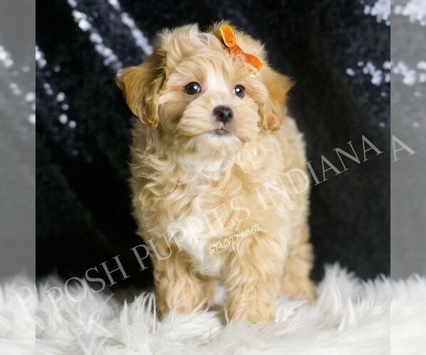 Medium Photo #4 Maltipoo Puppy For Sale in WARSAW, IN, USA