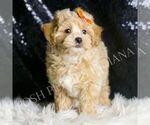Small #3 Maltipoo