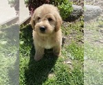 Small #11 Labrador Retriever-Poodle (Toy) Mix