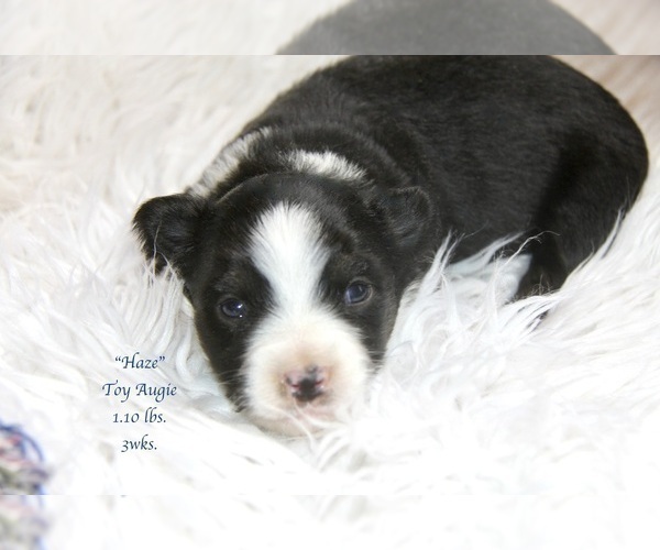 Medium Photo #24 Aussie-Corgi Puppy For Sale in LIND, WA, USA