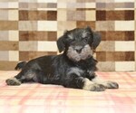 Small #1 Schnauzer (Miniature)
