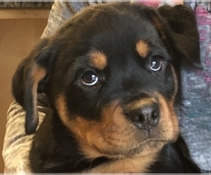 Rottweiler Puppy for sale in FALL CITY, WA, USA