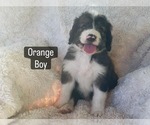 Small #4 Bernedoodle