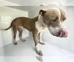A663081 - Male Mutt Dog for Adoption - Small photo