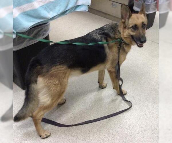 Medium Photo #1 German Shepherd Dog Puppy For Sale in Riverside, CA, USA