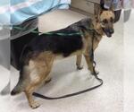 Small German Shepherd Dog