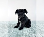 Small #3 Schnauzer (Miniature)