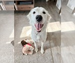 Small #4 Golden Pyrenees