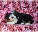 Small Photo #7 Miniature Bernedoodle Puppy For Sale in GLEN ROCK, PA, USA