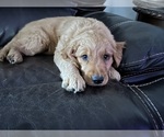 Small Photo #6 Golden Retriever Puppy For Sale in REDDING, CA, USA