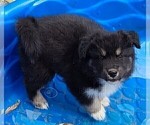 Small Photo #5 Pomsky Puppy For Sale in E WATERTOWN, MA, USA