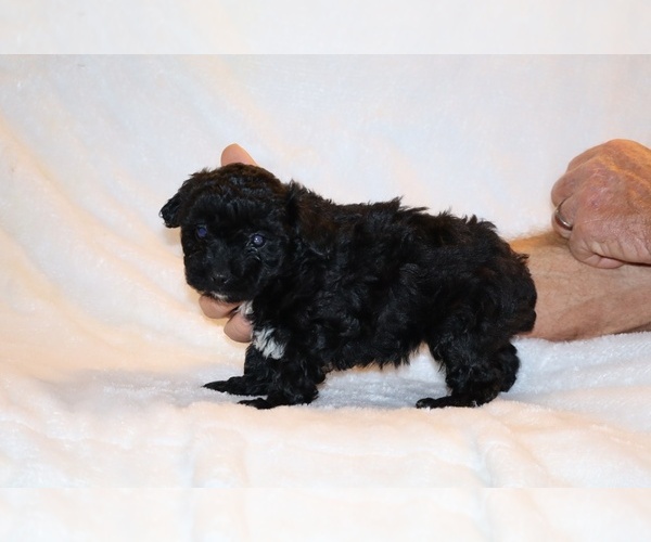 Medium Photo #4 Poodle (Toy) Puppy For Sale in DYERSBURG, TN, USA