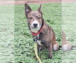 Pembroke Welsh Corgi-Unknown Mix Dogs for adoption in Louisville, KY, USA
