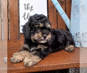 ShihPoo Puppy for sale in GORDONVILLE, PA, USA