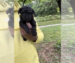 Small #5 YorkiePoo