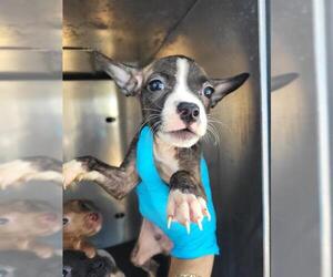 Mutt Dogs for adoption in San Antonio, TX, USA