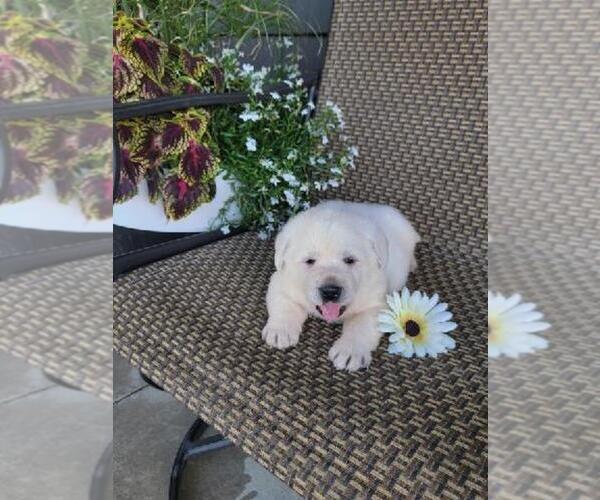 Medium Photo #1 Labrador Retriever Puppy For Sale in GRABILL, IN, USA
