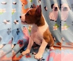 Small #1 Basenji