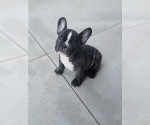 French Bulldog Puppy for sale in MIDVALE, UT, USA
