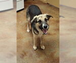 Small #1 German Shepherd Dog Mix