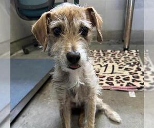 Parson Russell Terrier-Unknown Mix Dogs for adoption in Camarillo, CA, USA