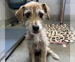 STORM - Female Parson Russell Terrier-Unknown Mix Dog for Adoption - Small photo